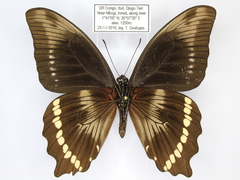 Papilio chrapkowskii