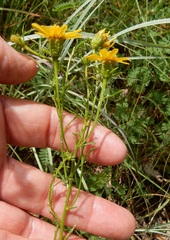 Dysodiopsis tagetoides