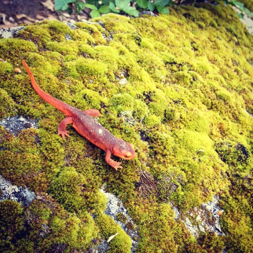 iNaturalist observation photo of Sierra Newt