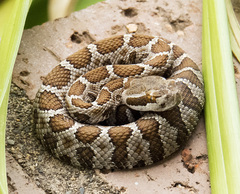 Crotalus oreganus
