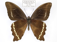 Papilio chrapkowskii