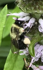 Bombus impatiens