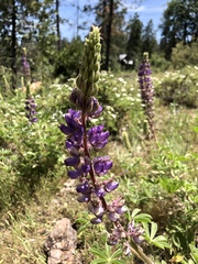 Lupinus grayi