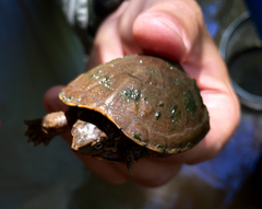 Kinosternon sonoriense