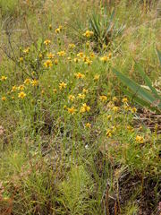 Dysodiopsis tagetoides