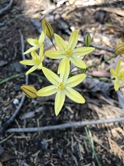 Triteleia ixioides scabra