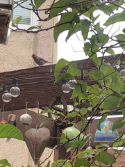 Haemorhous mexicanus