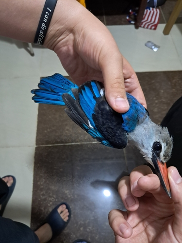 Woodland Kingfisher