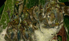 Zhangixalus prominanus