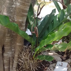 Anthurium schlechtendalii