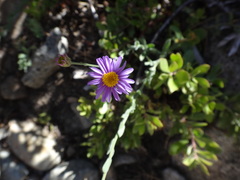 Symphyotrichum campestre