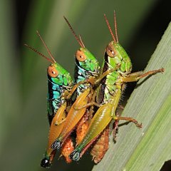 Caryanda spuria