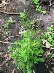Cardamine impatiens