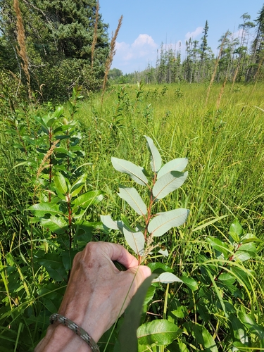 Image of Salix pyrifolia by (c) Norma Malinowski, some rights reserved (CC BY)