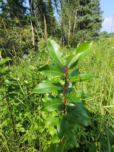 Image of Salix pyrifolia by (c) Norma Malinowski, some rights reserved (CC BY)