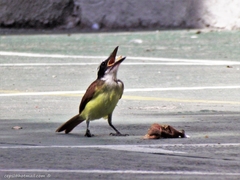 Pitangus sulphuratus