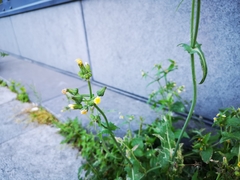 Sonchus