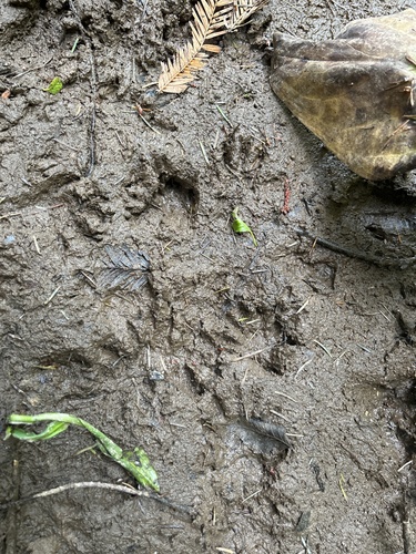 Raccoon Tracks – NatureTracking