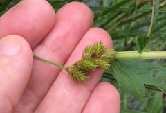 Carex bebbii
