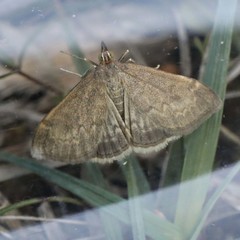Anania fuscalis
