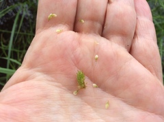 Carex bebbii