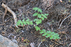 Hydrophyllum occidentale