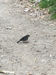 Fringilla coelebs moreletti