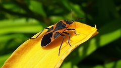 Lygaeus kalmii angustomarginatus