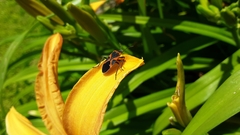 Lygaeus kalmii angustomarginatus