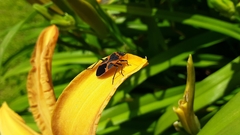 Lygaeus kalmii angustomarginatus