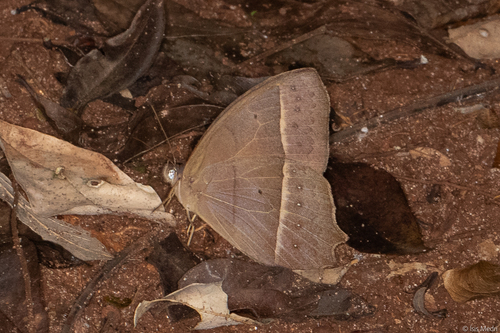 Taygetis tripunctata
