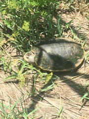 Malaclemys terrapin pileata