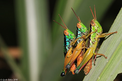 Caryanda spuria