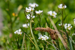 Cardamine breweri