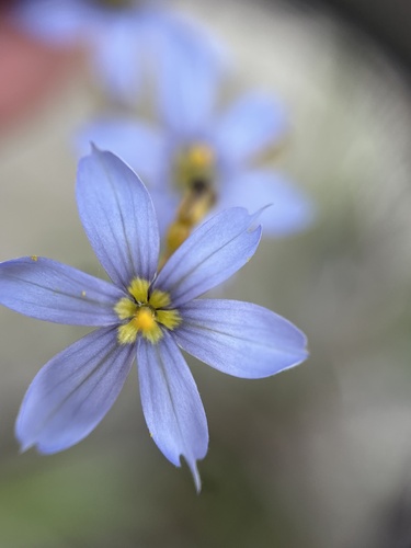 Image of Sisyrinchium xerophyllum by no rights reserved
