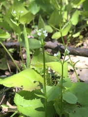 Valerianella chenopodifolia