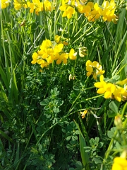 Lotus corniculatus