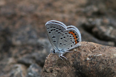 Icaricia lupini texanus
