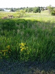 Lotus corniculatus