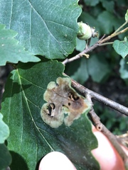 Cameraria hamameliella