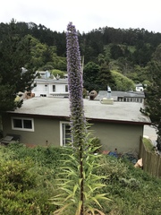 Echium pininana