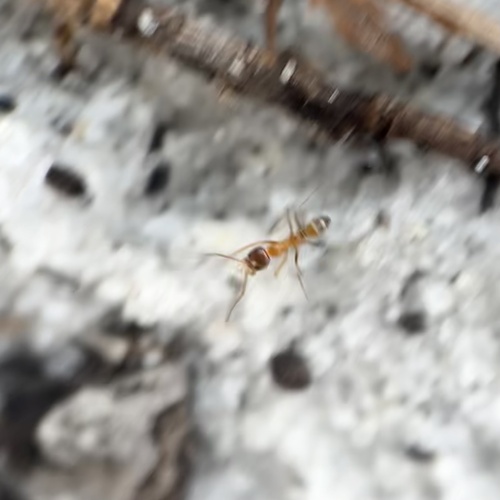 Buren's Pyramid Ant photo 5