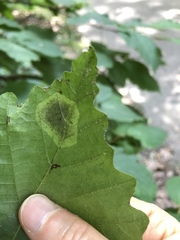 Cameraria hamameliella