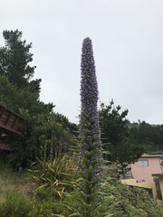 Echium pininana