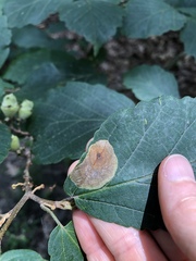 Cameraria hamameliella