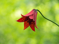 Lilium grayi