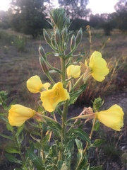 Oenothera biennis