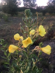 Oenothera biennis