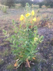 Oenothera biennis
