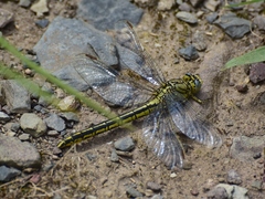 Gomphus pulchellus